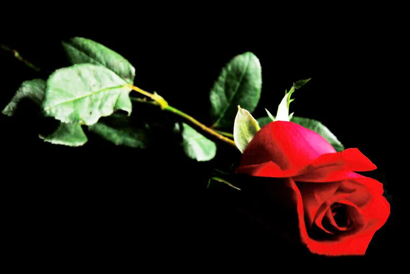 RED ROSE 2
