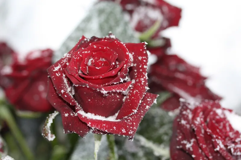 rose-with-frost-1